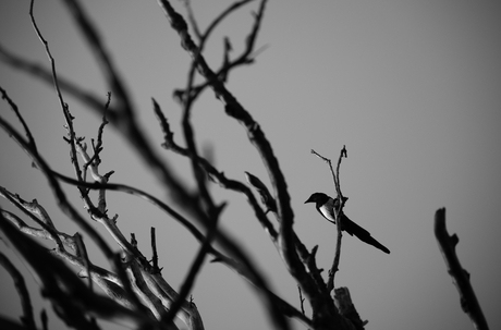 lonely magpie