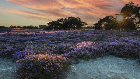 Balloërveld 