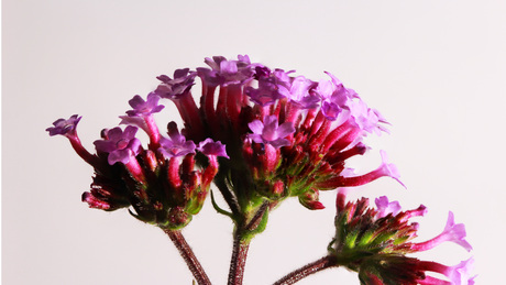 Verbena