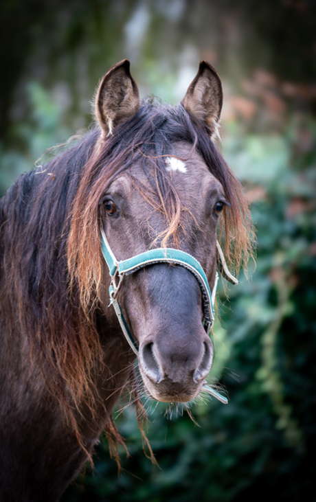 Rocky Mountain Horse