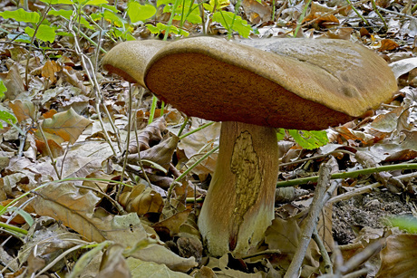 Vroeg eekhoorntjesbrood klein