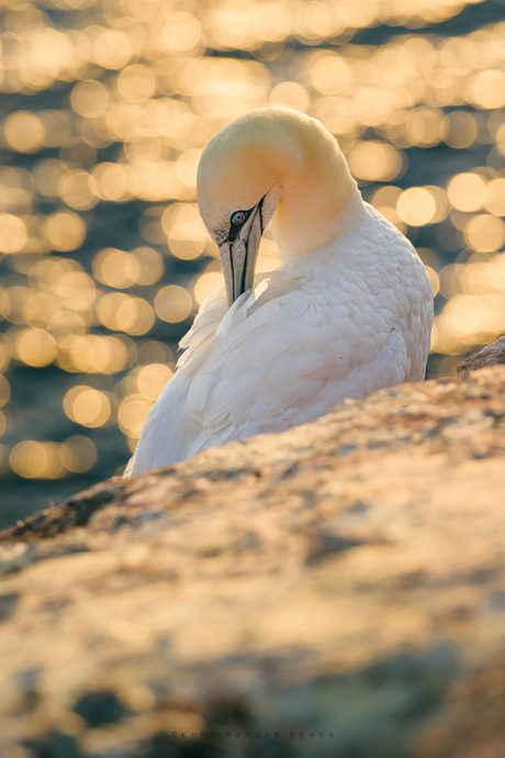 Bird in Bokeh