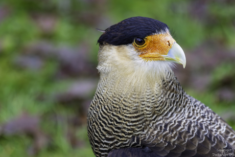 Kuifcaracara