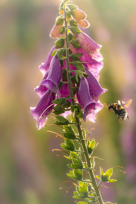 Hommel 
