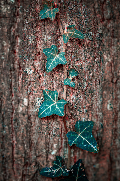 Verticale groei langs eik