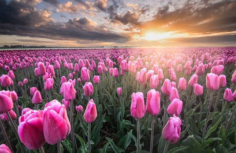 Tulpenveld bij zonsopkomst 