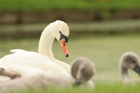 Zwanen familie