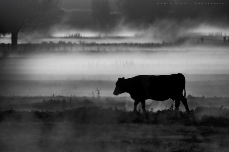 Misty cow