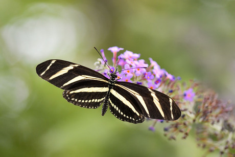 Heliconius charitonia