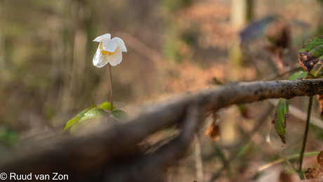 Bosanemoon, schoonheid in het klein.