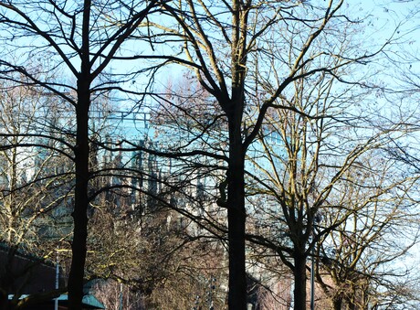 Door de bomen het Depot niet zien