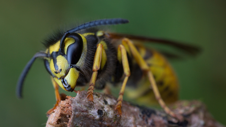 Gewone wesp (vespula vulgaris).