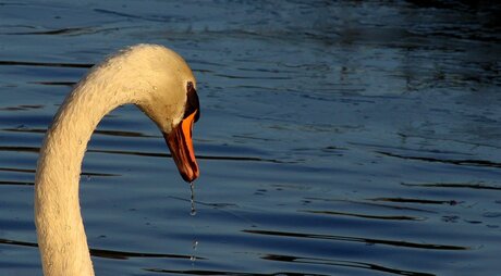 Cygne et gouttelettes.