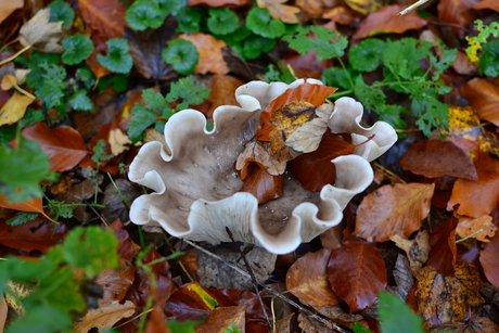 Leaf in a bowl.