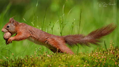 A squirl with a mission 