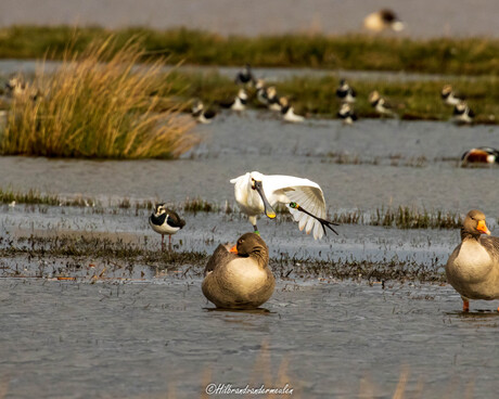 Lepelaar strekt zich uit. 