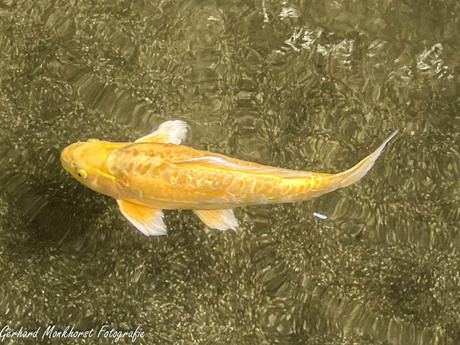 Koi Karper