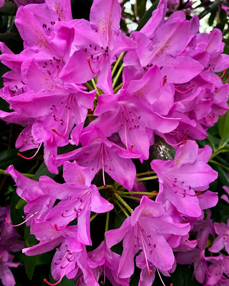 Rododendron 