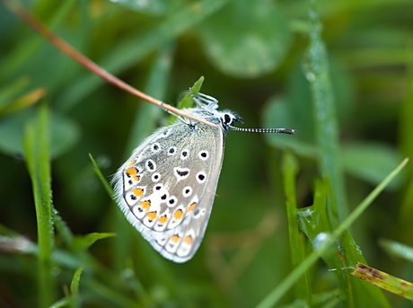 bruin blauwtje aan het opwarmen