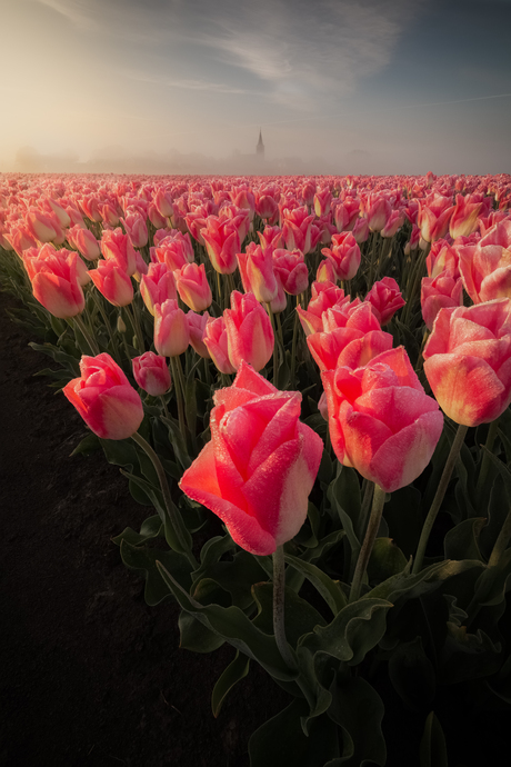 Foggy Tulips