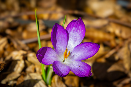 Krokus in de tuin