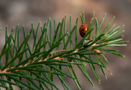 ladybug