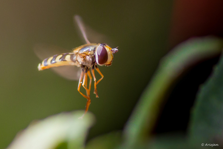 Hover fly