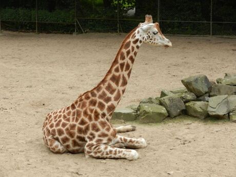 Girafje, Ouwehands Dierenpark Rhenen