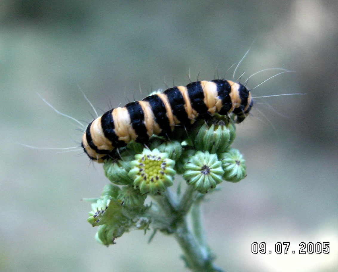 Rups rust op Sint-Janskruid - - - foto door Hans Teseling op 11-07-2005 - deze foto bevat: op, rups, rust, sint