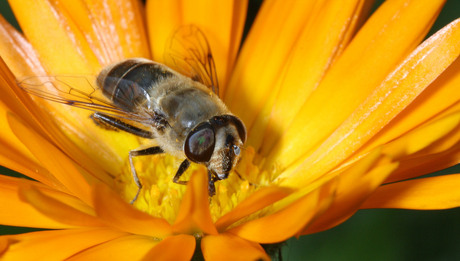 Bijtje op Goudsbloem