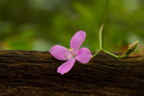 Macro in de Bush