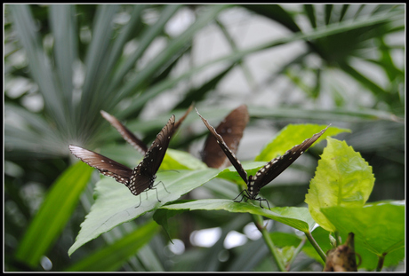 vlinders in formatie