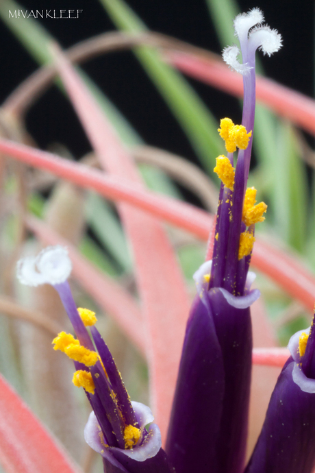 Bromelia macro