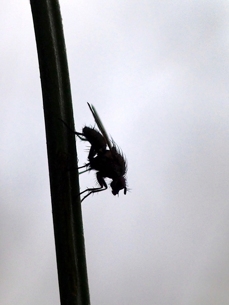 Silhouete of a fly