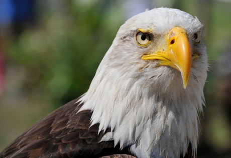 De Adelaar van Eagles