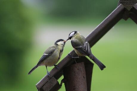 Do not feed superglue to birds !