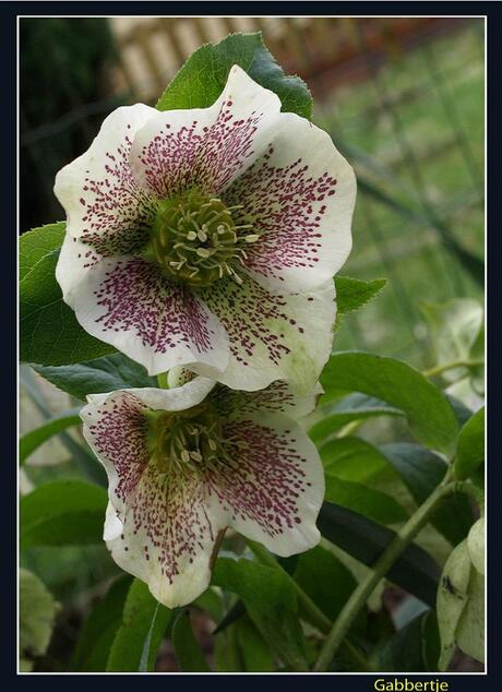 helleborus