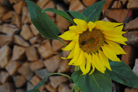 Zonnebloem