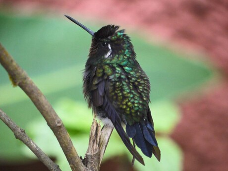 Kolibrie, Monteverde, Costa Rica