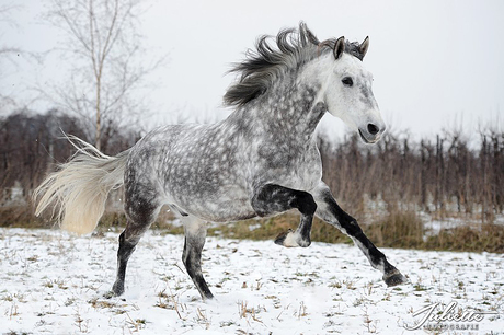 Wit paard in de sneeuw