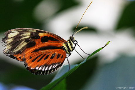 Papillon Heliconius hecale (no border)