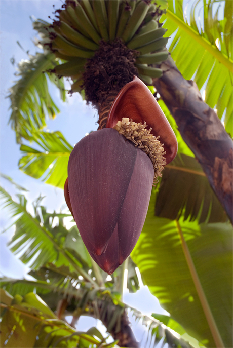 Under the banana tree