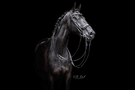 Een prachtige dochter van de KWPN hengst Painted Black!!