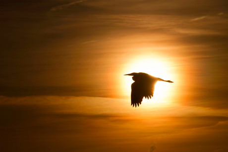 Reiger in de ondergaande zon