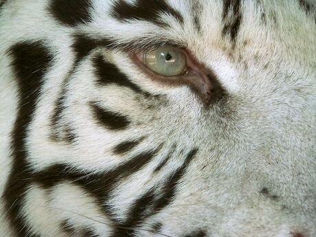 eye of the tiger