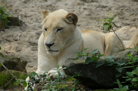 Dierenpark Rhenen