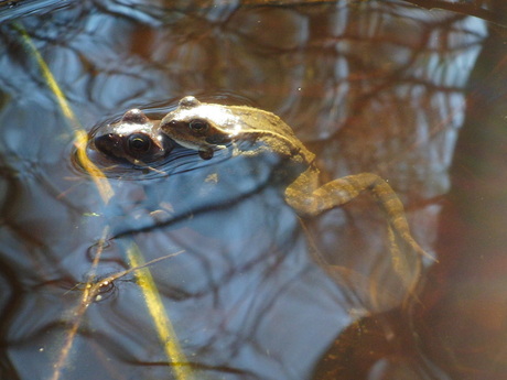 Gestoorde intimiteit