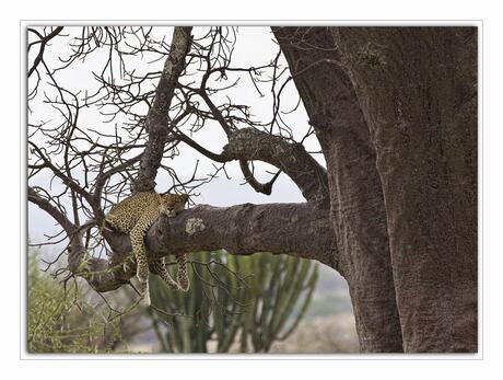 leopard in baobab boom