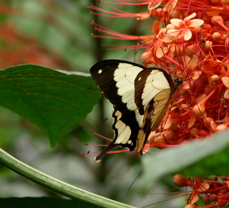 Papilio Dardanus