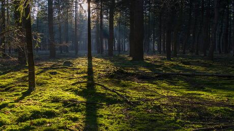 Bos in Rijen